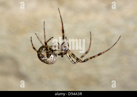 Spider in a basement. Stock Photo