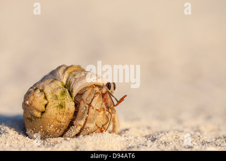 Hermit crab hiding in shell on beach Stock Photo