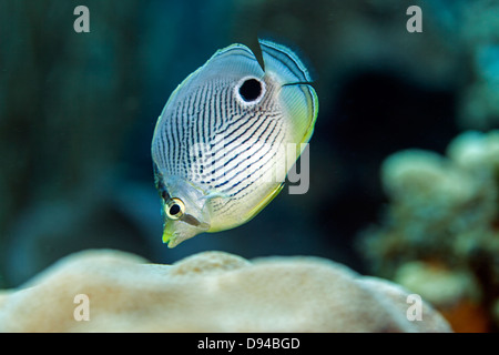 The Four-eyed Butterflyfish,Chaetodon capistratus, is a butterflyfish,family Chaetodontidae Stock Photo