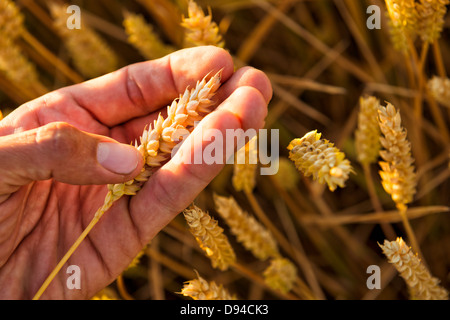 Hand holding ripe wheat, close-up Stock Photo