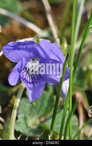 Early Dog-violet, Viola reichenbachiara, Viola sylvestris, Wald-Veilchen Stock Photo