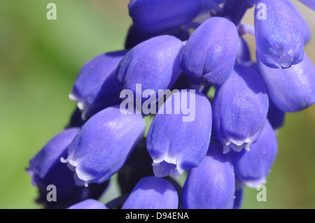 Common grape hyacinth, Muscari botryoides, Kleine Traubenhyazinthe Stock Photo