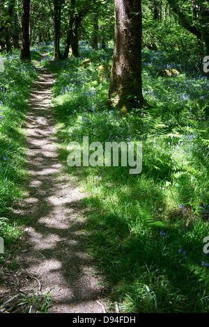 Pathway through Oak and beech trees along the River Dart. Devon, England Stock Photo