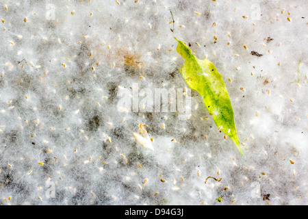 Green leaf and cottonwood fluff Stock Photo