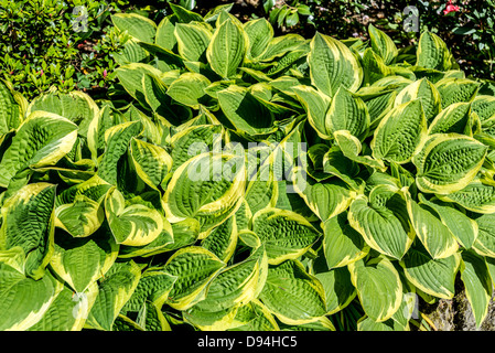 Hosta leaves Stock Photo