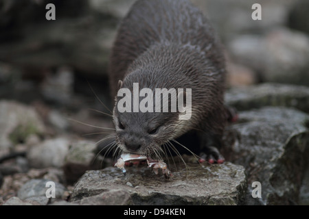 Oriental short - clawed otter Aonyx cinerea feeding on fish in a zoo Stock Photo