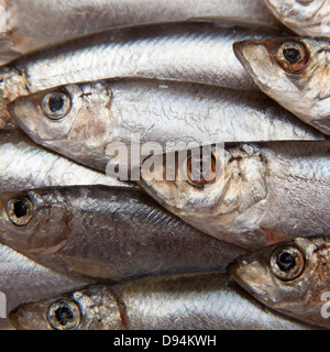 Sprats (Sprattus sprattus) a small oily fish. Stock Photo