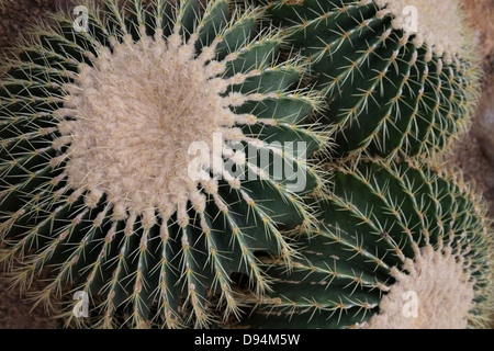 Cactus is a member of the plant family Cactaceae, within the order Caryophyllales. Stock Photo