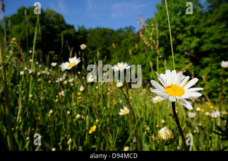Landscape flower meadow lots oxeye daisy Leucanthemum vulgare in early summer Upper Palatinate Bavaria Germany. Stock Photo