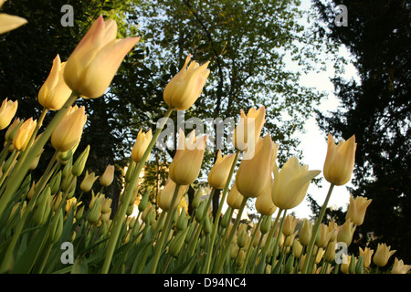 Yellow Tulips against tree tops Stock Photo