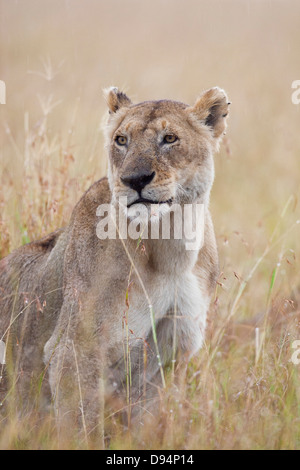 Lioness (Panthera leo) in the Rain, Maasai Mara National Reserve, Kenya, Africa Stock Photo