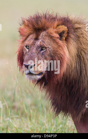 Male lion (Panthera leo) with blood on his head and mane after feeding, Maasai Mara National Reserve, Kenya Stock Photo