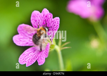 A bee taking pollen from a flower Stock Photo
