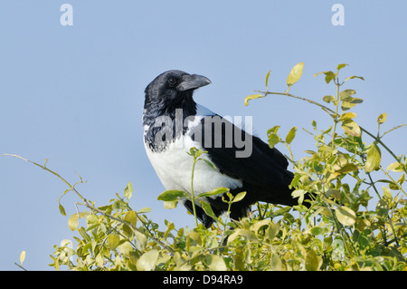 Pied Crow Corvus albus Photographed in Etosha National Park, Namibia Stock Photo