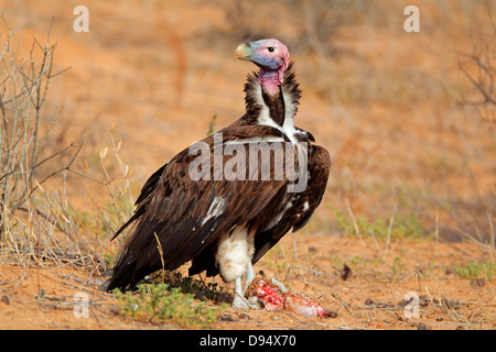 Lappet-faced vulture (Torgos tracheliotus), South Africa Stock Photo