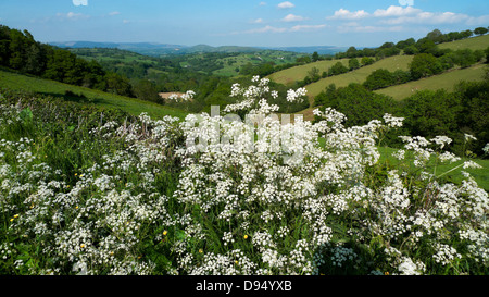 Cow parsley blooming growing flowering in rural Welsh farming countryside landscape in June Carmarthenshire West Wales UK  KATHY DEWITT Stock Photo