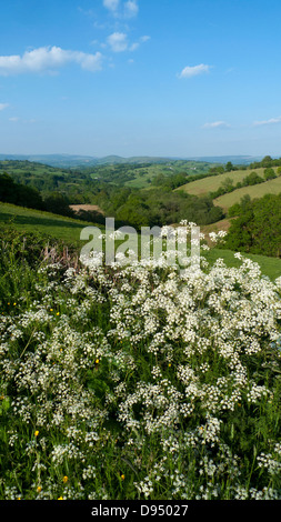 Vertical view of cow parsley wildflowers growing in a rural farming countryside landscape in blue sky sunshine Carmarthenshire Wales UK  KATHY DEWITT Stock Photo