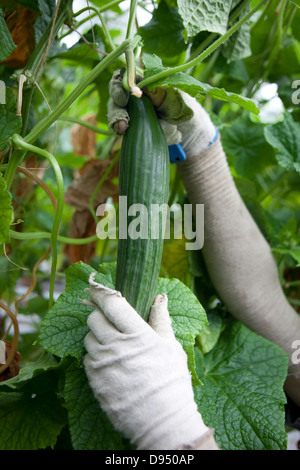 Cucumber Greenhouse in East Yorkshire , UK Stock Photo