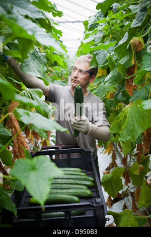 Cucumber Greenhouse in East Yorkshire , UK Stock Photo