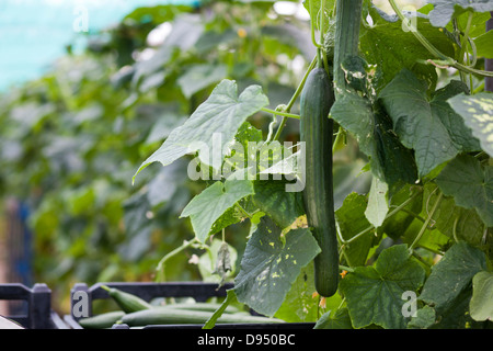 Cucumber Greenhouse in East Yorkshire , UK Stock Photo