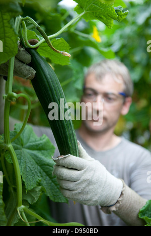 Cucumber Greenhouse in East Yorkshire , UK Stock Photo