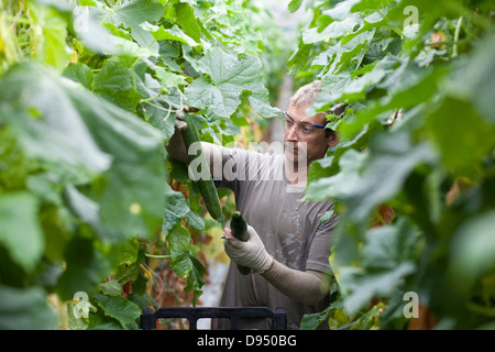 Cucumber Greenhouse in East Yorkshire , UK Stock Photo