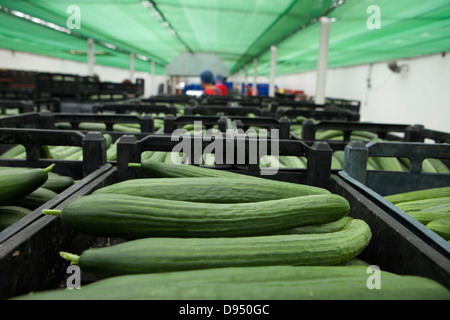 Cucumber Greenhouse in East Yorkshire , UK Stock Photo