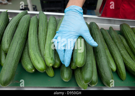 Cucumber Greenhouse in East Yorkshire , UK Stock Photo