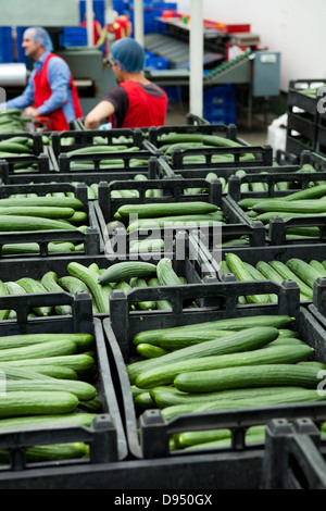 Cucumber Greenhouse in East Yorkshire , UK Stock Photo