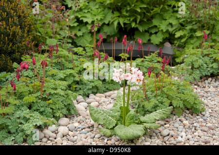 Primula japonica 'Apple Blossom' in The First Touch Garden at RHS Chelsea Flower Show 2013, London, UK. Stock Photo