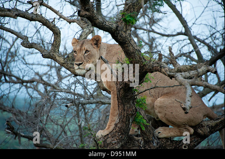 Lion in tree surveying game reserve. South Africa. Stock Photo