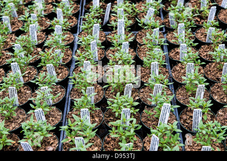 Herb, Summer savory, Satureja hortensis Stock Photo