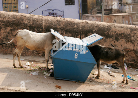 Cows eating rubbish from a trash bin, India Stock Photo