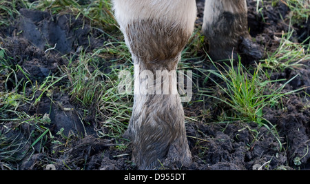 Close up shot of a cow's foot in a muddy field Stock Photo