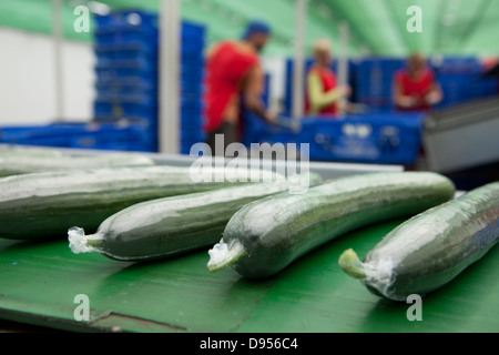 Cucumber Greenhouse in East Yorkshire , UK Stock Photo