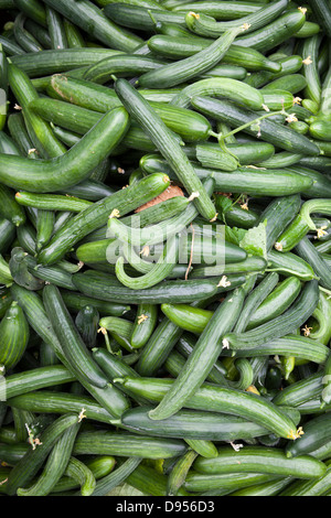 Cucumber Greenhouse in East Yorkshire , UK Stock Photo