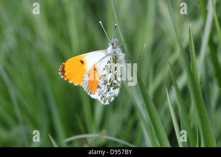 Detailed close-up of a male Orange Tip Butterfly (Anthocharis cardamines)