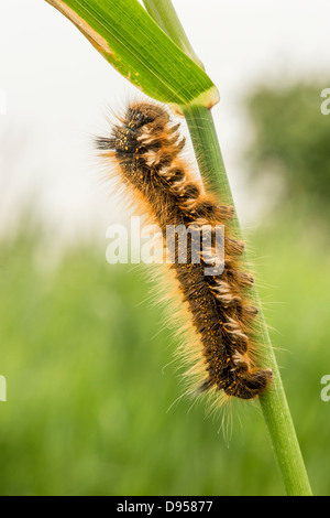 Drinker Moth caterpillar on reed stem. Stock Photo