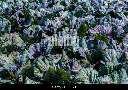 Crop of cabbage growing in an organic vegetable garden, Virginia, USA Stock Photo