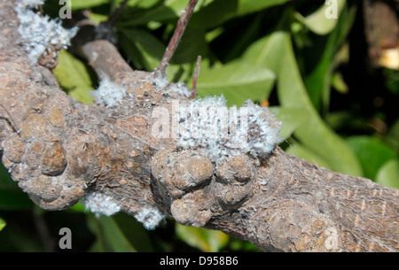 Colonies of woolly aphids, Eriosomatinae, infesting a Pyracantha shrub ...