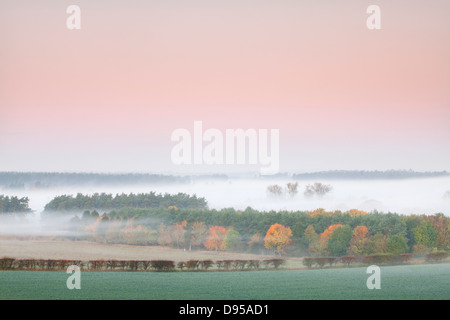 Thetford Forest at dawn on a misty morning in the Norfolk Countryside Stock Photo