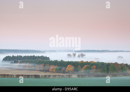 Thetford Forest at dawn on a misty morning in the Norfolk Countryside Stock Photo