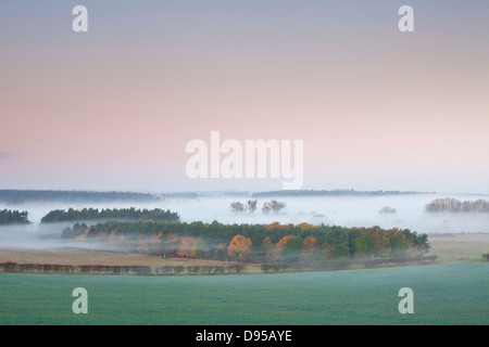 Thetford Forest at dawn on a misty morning in the Norfolk Countryside Stock Photo