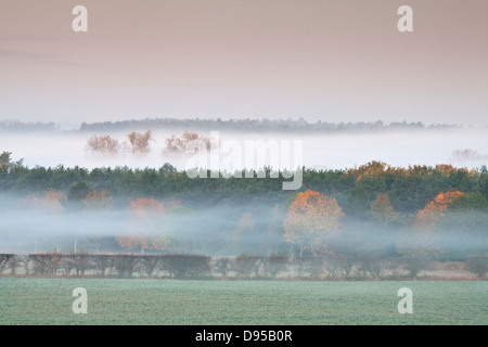 Thetford Forest at dawn on a misty morning in the Norfolk Countryside Stock Photo