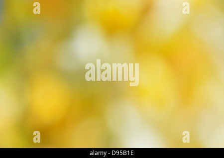 Blurred sunny abstract background. Stock Photo