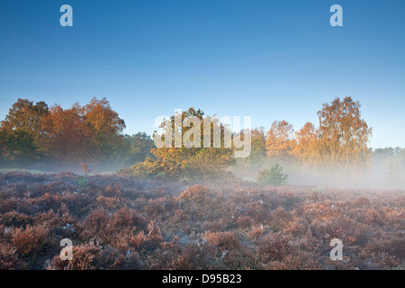 Autumn on a misty morning at Thetford Forest in Norfolk Stock Photo