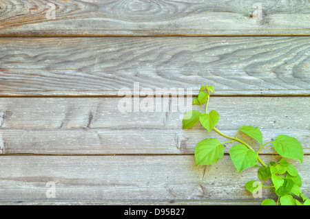 Climbing hydrangea on a rustic wooden wall with copy space. Botany background. Stock Photo
