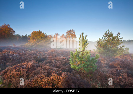 Autumn on a misty morning at Thetford Forest in Norfolk Stock Photo