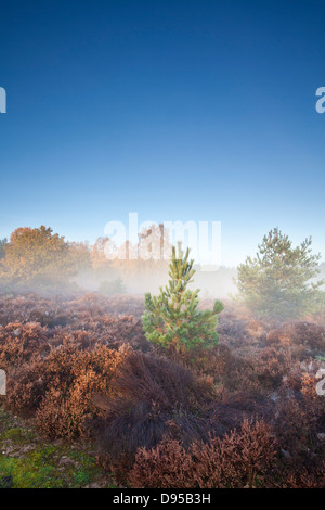 Autumn on a misty morning at Thetford Forest in Norfolk Stock Photo