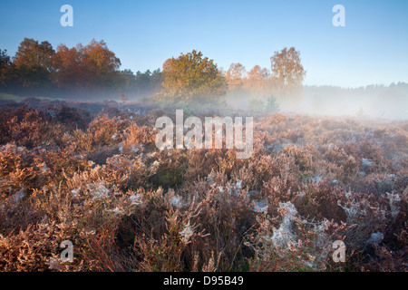 Autumn on a misty morning at Thetford Forest in Norfolk Stock Photo